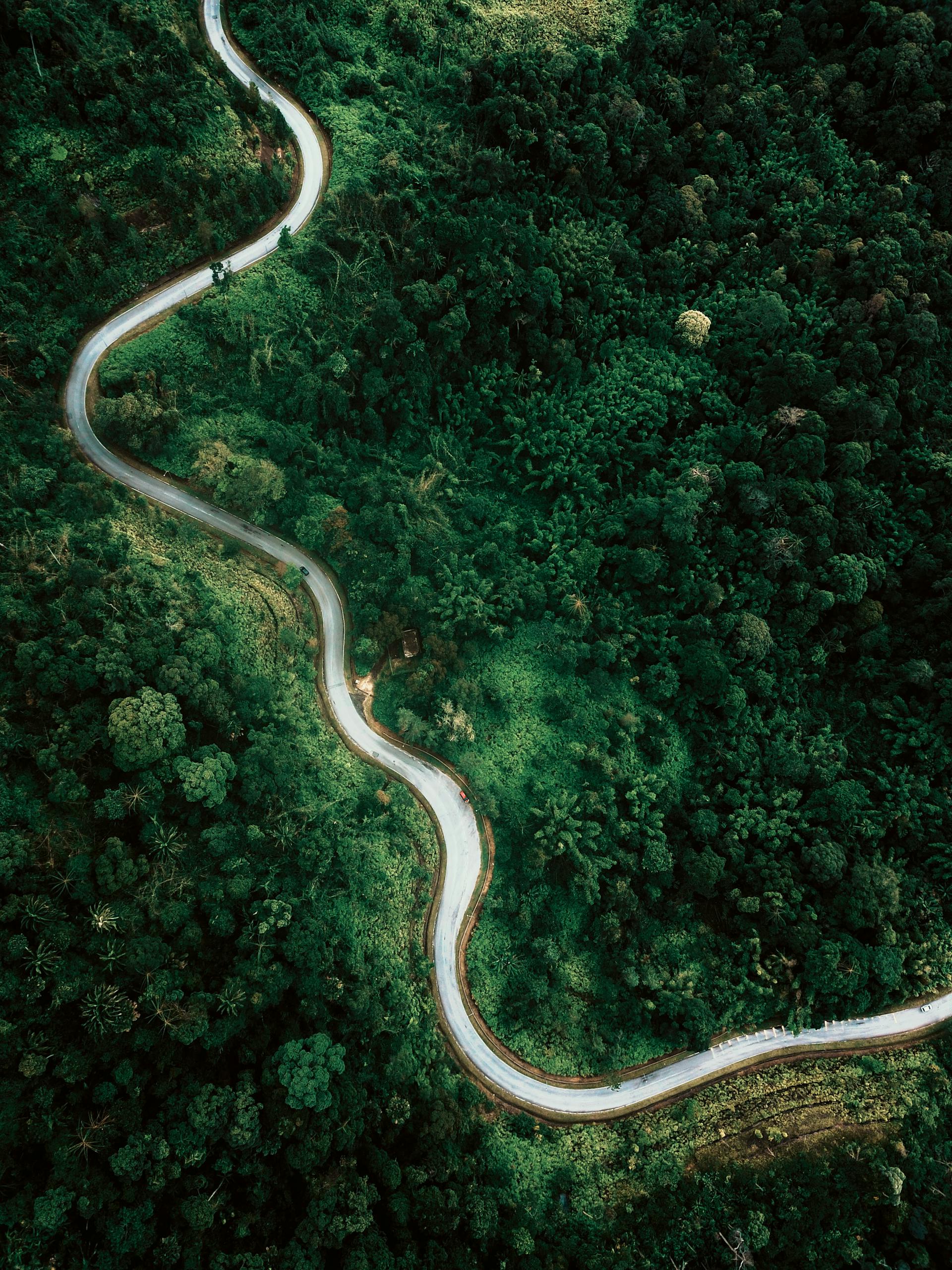 Aerial view of narrow asphalt highway going through lush verdant woodland trees on clear summer day