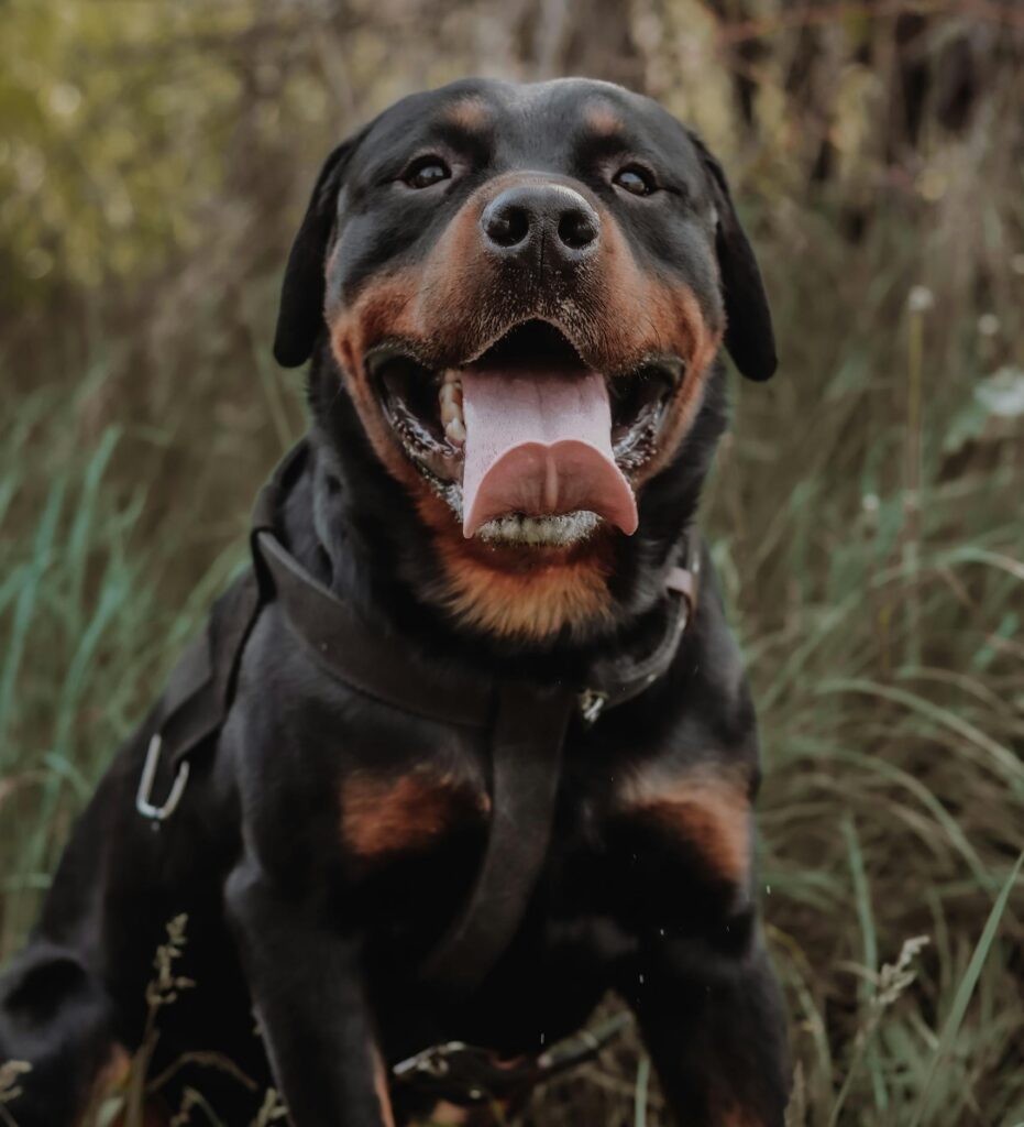 Cheerful Rottweiler dog sitting in a field of grass, showing a joyful expression on a bright day.